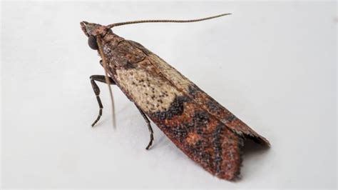 How to Get Rid of Pantry Moths Naturally? | Information and Control ...