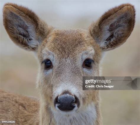 287 Whitetail Doe Stock Photos, High-Res Pictures, and Images - Getty Images