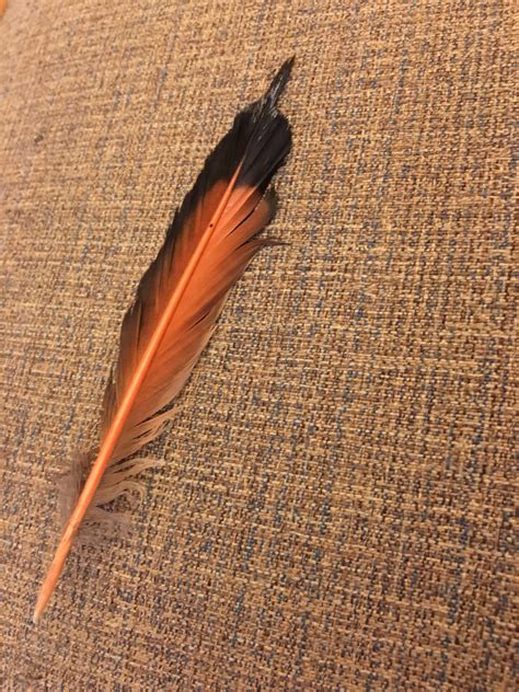 Can anyone identify the bird this feather belongs to? Portland, Oregon ...