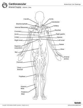 Arteries Diagram Of The Human Body