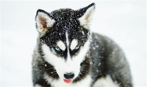 Alaskan Malamute In The Snow Stock Photo - Image of sleddog, selectivefocus: 111166000