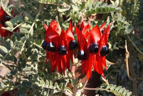 Quorn Caravan Park, Flinders Ranges - Home