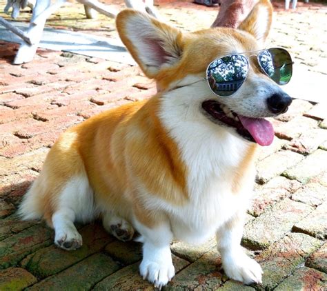 18 of the Best Corgi Pictures - ILovePets.com