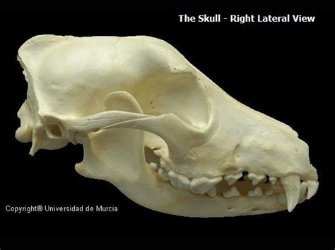 Canine Head Skeletal Anatomy Resources (III, IV & V) - WikiVet English