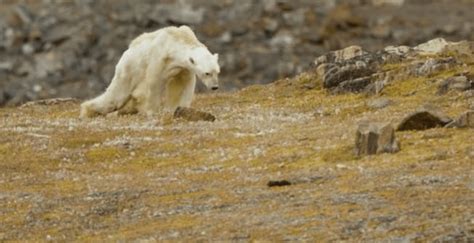 Heartbreaking video shows starving polar bear in iceless Canadian north | News