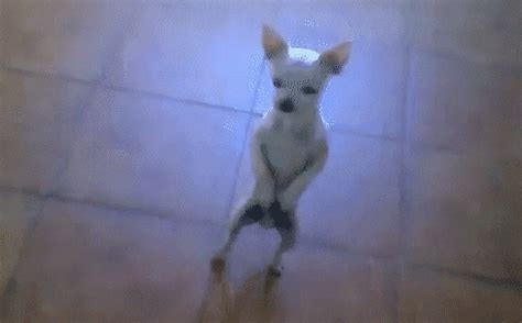 Dog Dancing GIF - Find & Share on GIPHY