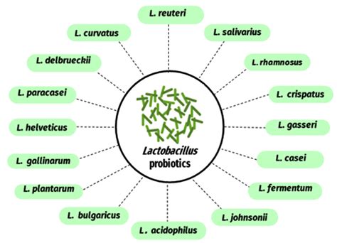 Lactobacillus Bulgaricus Diagram