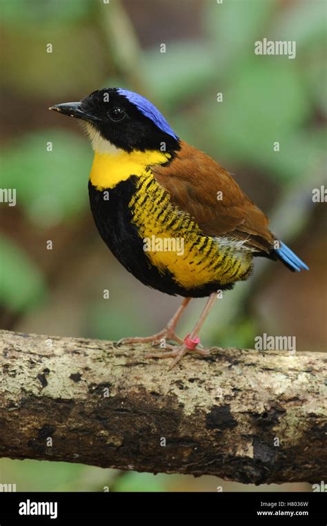 Gurney's Pitta (Pitta gurneyi) male, Krabi, Thailand Stock Photo - Alamy