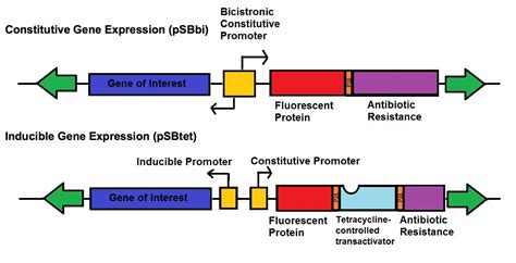 Sleeping Beauty Awakens for Genome Engineering