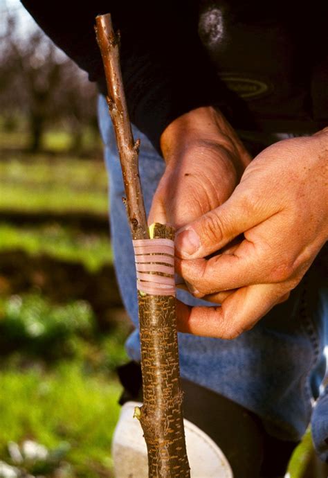 Grafting Plants Examples