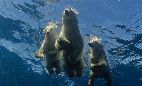 I went diving with polar bears in the wild to capture my dream photo | Metro News