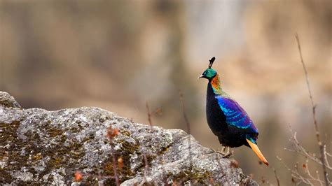 Lophophorus Impejanus – Bing Wallpaper Download