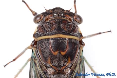 Hemiptera-Auchenorrhyncha-Cicadidae-Diceroprocta-Scrub Cicadas FEMALE (D) - Urban Programs - El ...