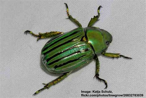 Types of Green Insects With Pictures and Names - Identification Guide