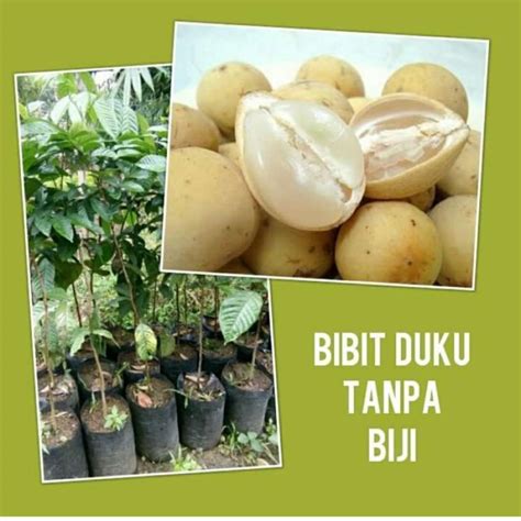 Jual Bibit Tanaman Buah Duku Non Biji-Bibit Pohon Duku Tanpa Biji di ...