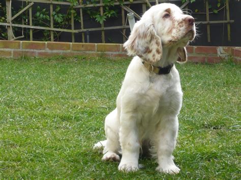 Clumber Spaniel puppy, 4 months | Clumber spaniel, Clumber spaniel ...