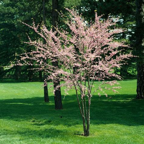 10 Flowering Trees and Shrubs to Make a Statement in Your Yard This ...