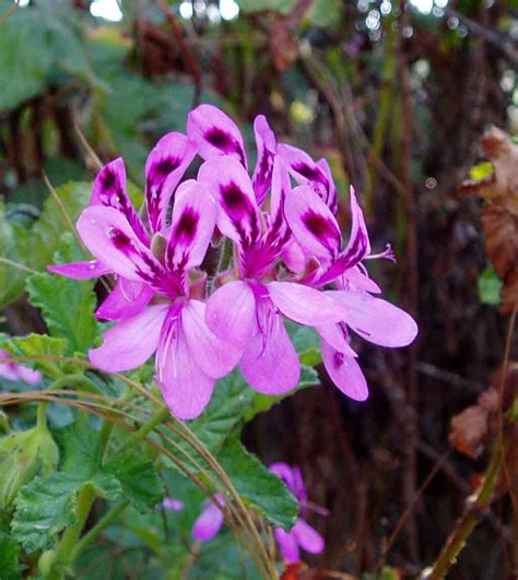 Flora of Zimbabwe: Species information: individual images: Pelargonium graveolens