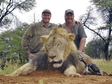 Six questions about Cecil the lion and big game hunting in Africa - The Globe and Mail