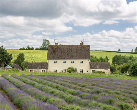 Exploring Lavender Fields In The Cotswolds | Snowshill Lavender - Adell Explores