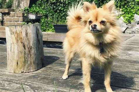 12 Amazing Things About Pomchi Dogs #pomchi #pomeranian #chihuahua #chihuahuapuppy # ...