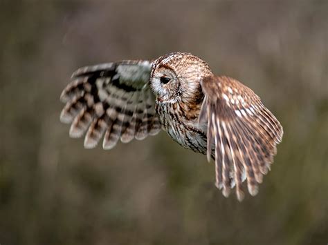 Tawny Owl Bird Facts (Strix aluco) | Birdfact