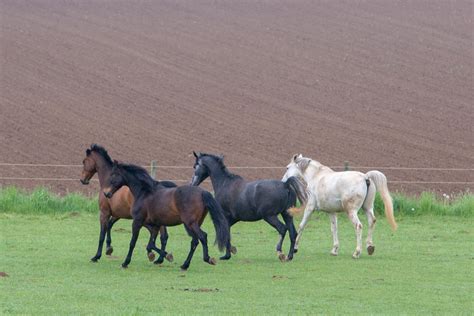 Horses Playing on Pasture by LuDa-Stock on DeviantArt