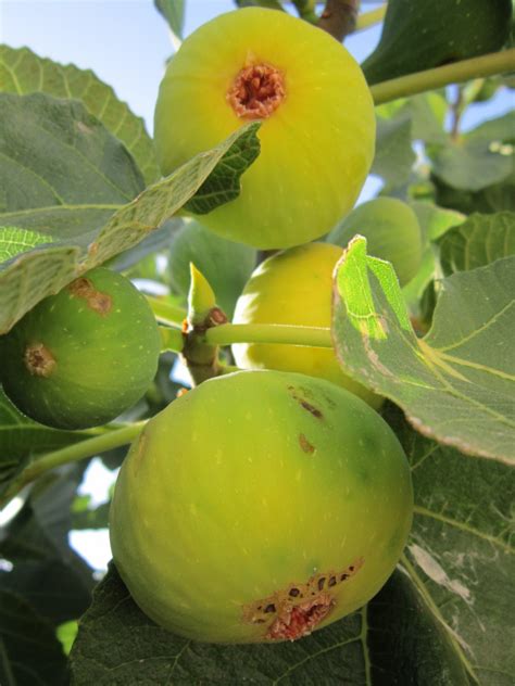 Fotos gratis : manzana, rama, Fruta, flor, comida, verde, Produce ...