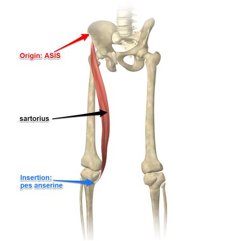 The sartorius muscle – Artofit