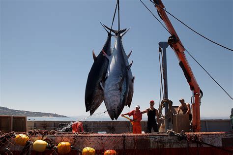 Atlantic Bluefin Tuna Caught Snacking on Salmon at Norwegian Farm - Bloomberg