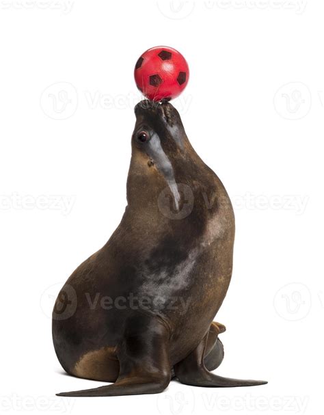 California Sea Lion, 17 years old, playing with ball 844559 Stock Photo at Vecteezy