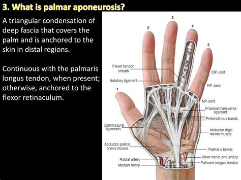 Ligaments in pinky finger: Ligament Injuries In The Fingers – Hand – Conditions ...