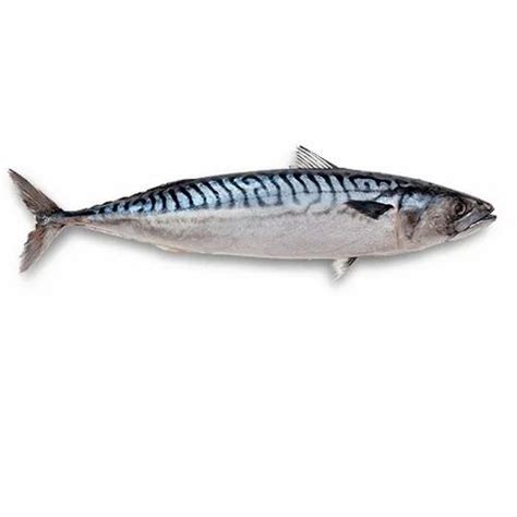 Atlantic Mackerel Fish, for Mess, Packaging Type: Moisture Proof Packet ...