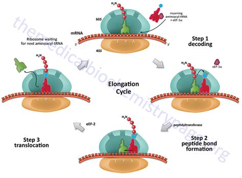 Protein Synthesis (Translation): Processes and Regulation - The Medical ...