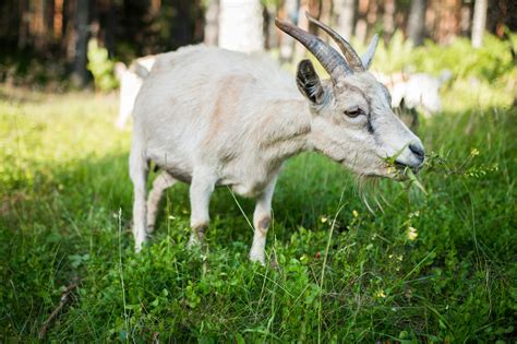 Weiße Ziege, Die Gras Isst · Kostenloses Stock Foto