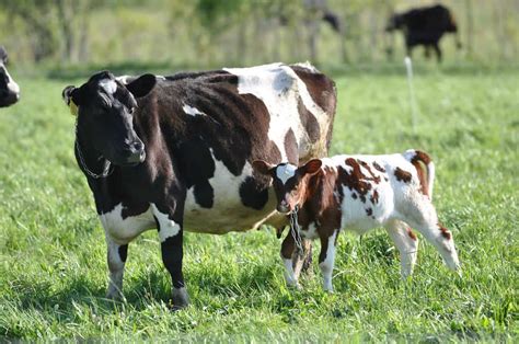 Calf Rearing: An Advanced Course - Cornell Small Farms