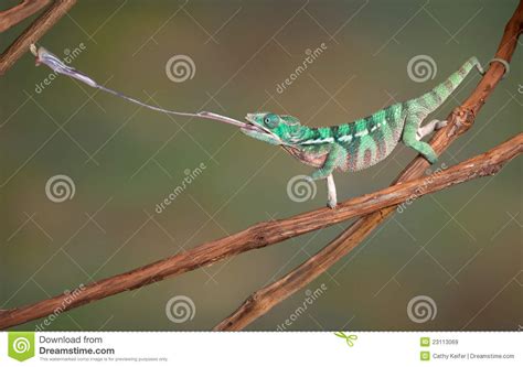 Chameleon Shoots Out Tongue Royalty Free Stock Images - Image: 23113069