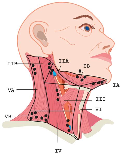 Cervical Lymph Nodes Levels