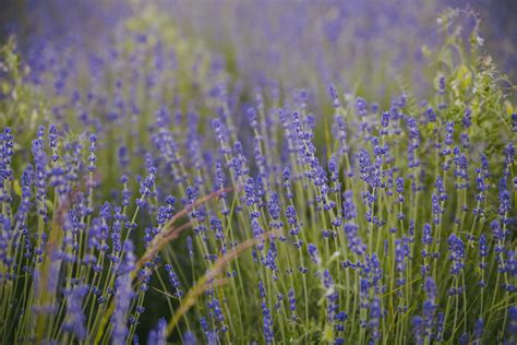 Rain garden examples and inspiration - TAP