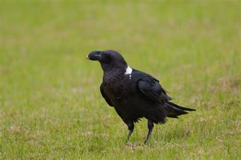 White-necked Raven - Corvus albicollis (With Pictures) - Avibirds.com