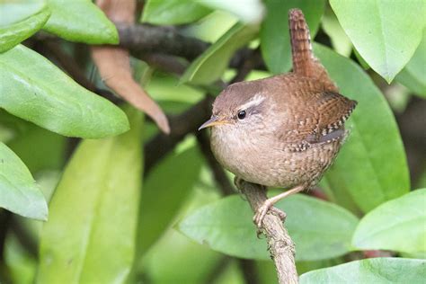 Eurasian Wren Photograph by Mike Timmons | Pixels