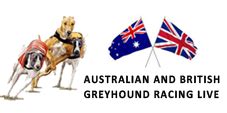 Greyhounds Live Stream | Dog Racing Online