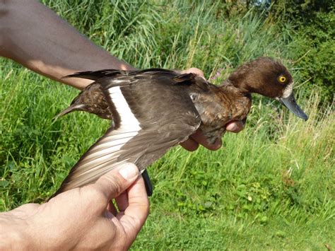 Tufted Duck • Rye Meads Ringing Group