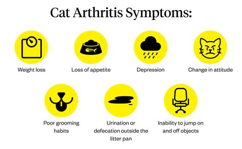 Cat Arthritis: Symptoms, Causes & Treatments | Dutch