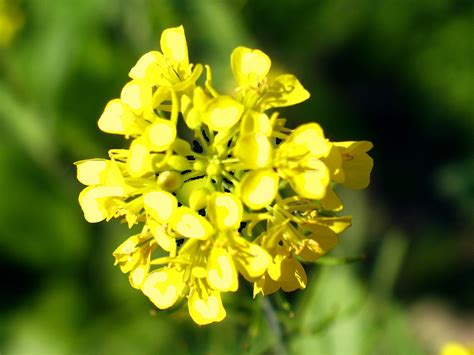 Mustard | Diseases and Pests, Description, Uses, Propagation