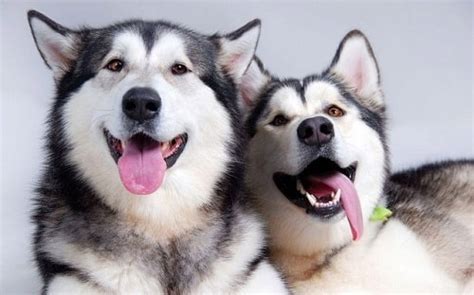 Chó Alaskan Malamute giá rẻ nhất là bao nhiêu? Mua ở đâu tại Hà Nội, Tp Hcm