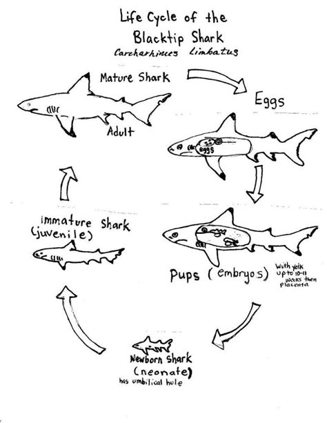 The Incredible Life Cycle of a Shark - Dutch Shark Society