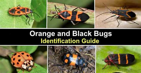 Black and Orange Bugs (Pictures) - Insect and Bug Identification