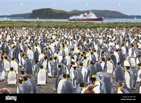 King penguin colony at Salisbury Plain, South Georgia Island Stock Photo - Alamy