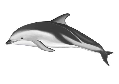 Dolphin Drawing Step By Step | Free download on ClipArtMag